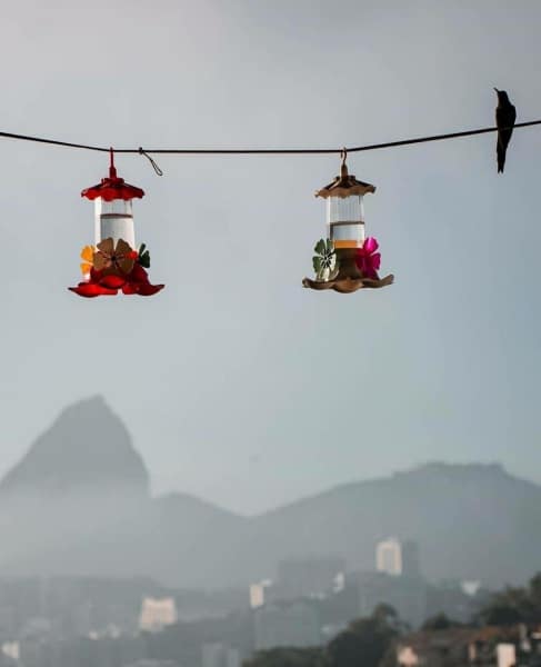 37 lindas imagens do Rio 21 beija flor foto douglasinho 37 lindas imagens do Rio