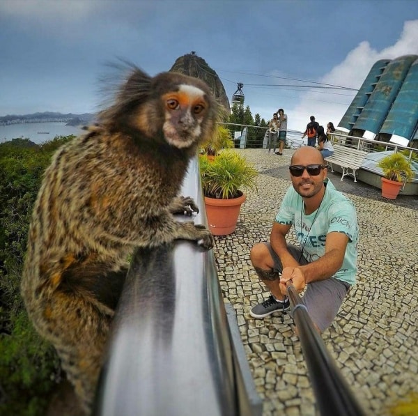 37 lindas imagens do Rio 19 mico estrela foto instavini 37 lindas imagens do Rio