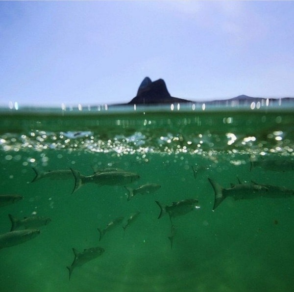 37 lindas imagens do Rio 33 peixinhos foto gabrielm23 1 37 lindas imagens do Rio