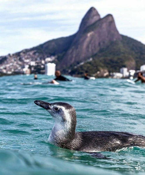 37 lindas imagens do Rio 9 pinguin foto minduim 37 lindas imagens do Rio