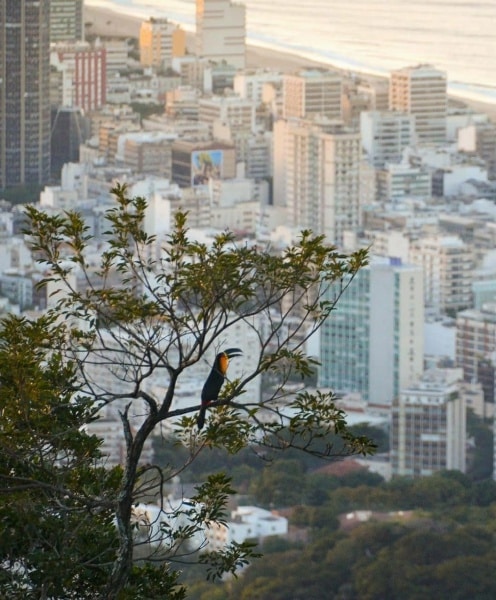 37 lindas imagens do Rio 2 tucano foto cariocasemfronteiras 37 lindas imagens do Rio
