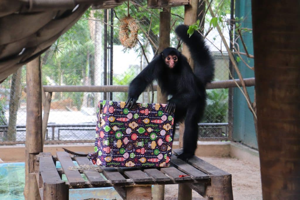 Filhote de macaco-prego-do-peito-amarelo nasce no BioParque do Rio!