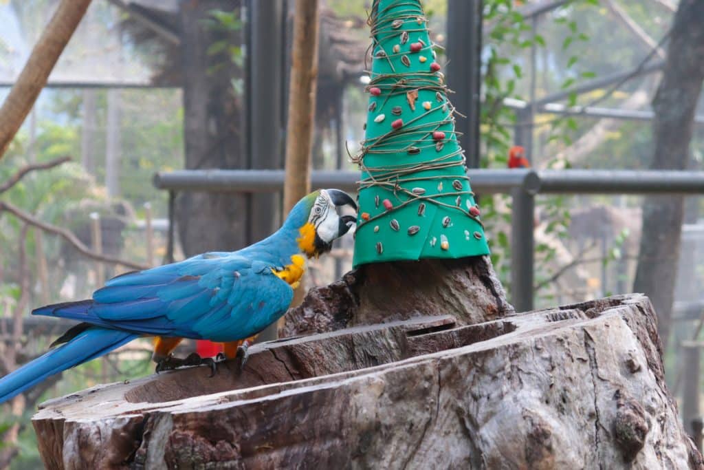 Espécie em risco, macaco-prego-do-peito-amarelo nasce no Bioparque