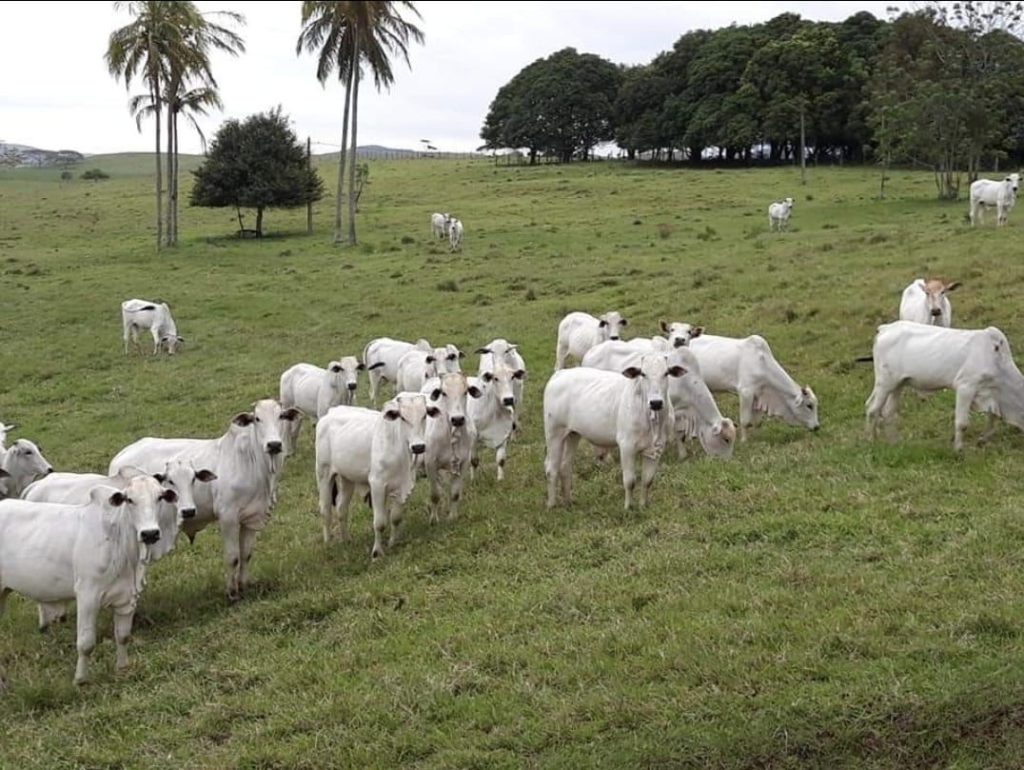 Estado do Rio inicia segunda etapa da vacinação contra a Febre Aftosa em novembro 1 IMG 20221025 WA0006 Estado do Rio inicia segunda etapa da vacinação contra a Febre Aftosa em novembro