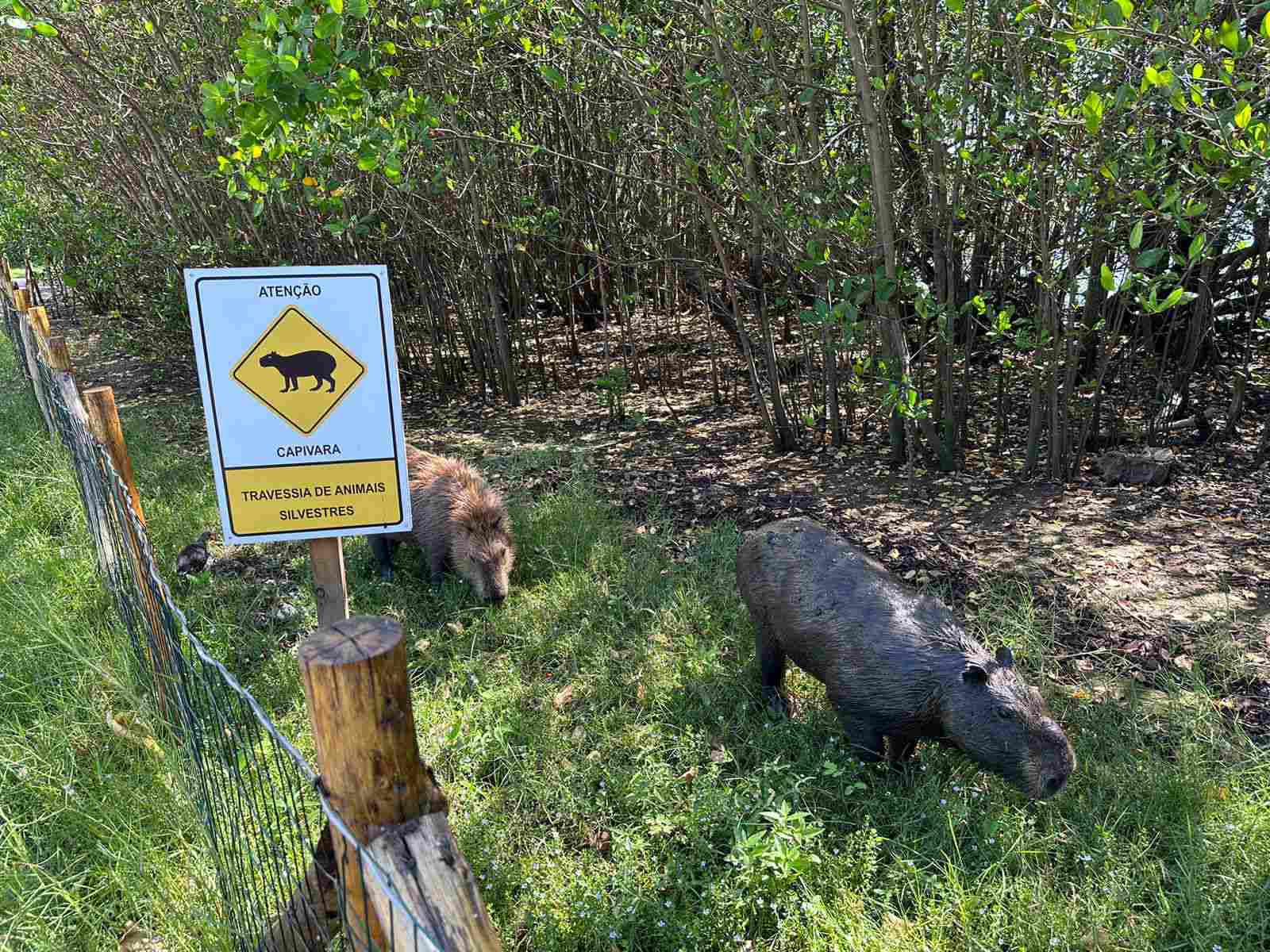 21 ideias de Capivara ❤  capivara, capivaras, fotos de capivara