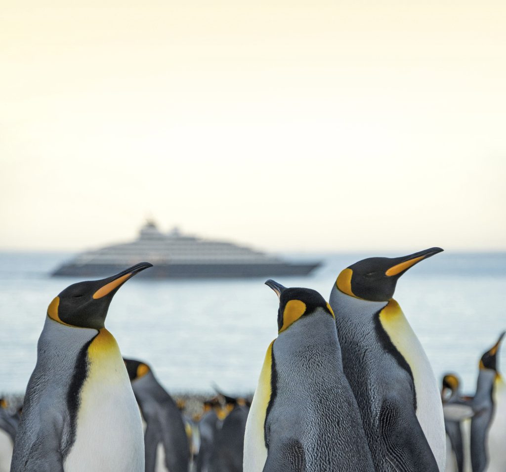 Rio - Antártica: primeiro iate de descobertas do mundo leva brasileiros para o continente mais gelado do hemisfério 1 SE Falklands King Penguins Niko Paulin 001 Rio - Antártica: primeiro iate de descobertas do mundo leva brasileiros para o continente mais gelado do hemisfério