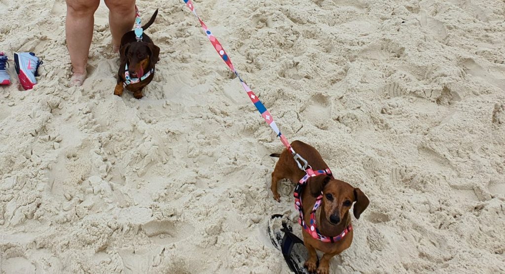 Cachorro na praia 20 lugares para brincar com seu cachorro no Rio de Janeiro