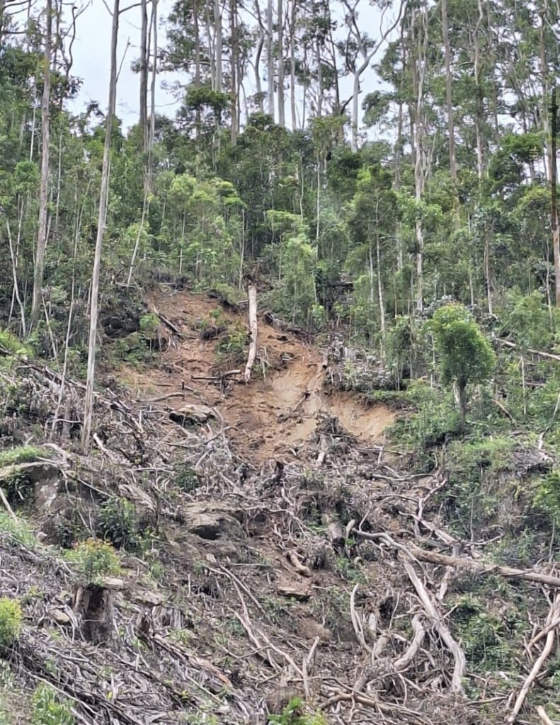 img 4667 1 Especialista alerta para grave risco após desmatamento em Mury, Nova Friburgo