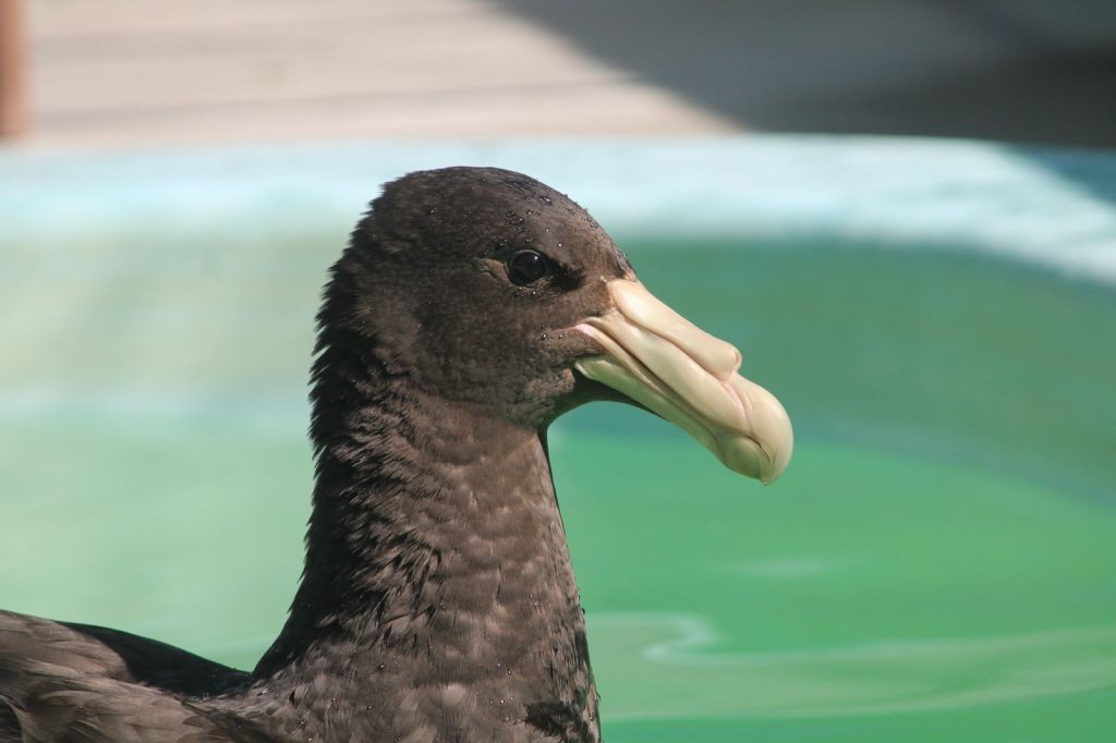 Petreis piscina Instituto Albatroz 2 Aves marinhas raras no Sudeste são encontradas na Região dos Lagos