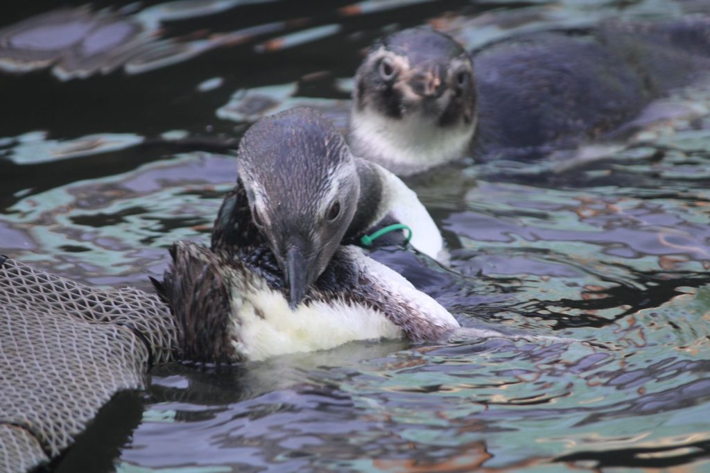 Pinguis piscina INstituto Albatroz 1 Aves marinhas raras no Sudeste são encontradas na Região dos Lagos